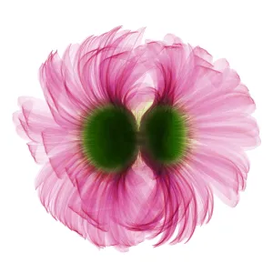 X-ray Gerber Daisy X-ray Gerber Daisy