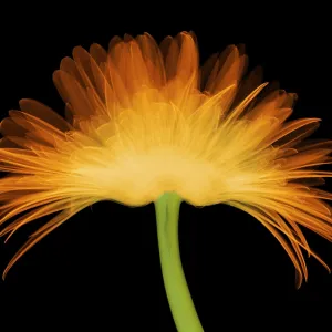 X-ray Gerber Daisy X-ray Gerber Daisy