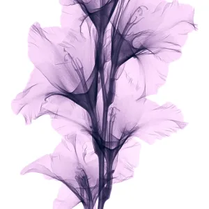 X-ray of a gladiola flower X-ray of a gladiola flower