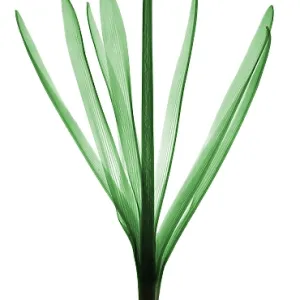 X-Ray of Hyacinth X-Ray of Hyacinth