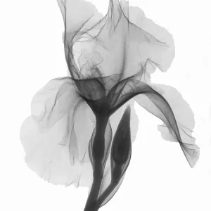 An X-ray of an iris flower
