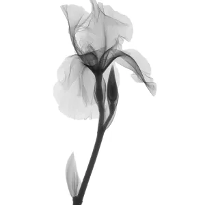 An X-ray of an iris flower