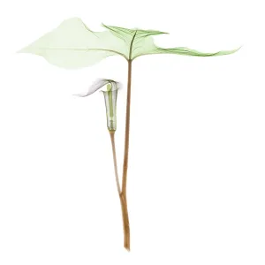 X-ray of Jack-in-the-pulpit