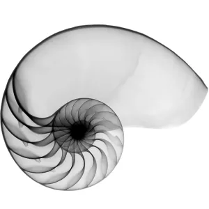 X-ray of nautilus