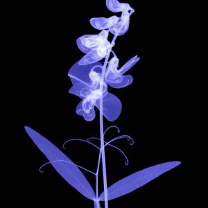 An X-ray of Sweet pea flowers An X-ray of Sweet pea flowers