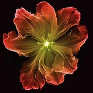 X-Ray of a Tulip Flower X-Ray of a Tulip Flower