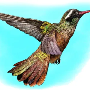 Xantus's Hummingbird, Illustration