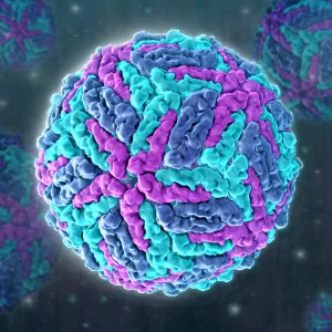 Zika virus, Molecular Model
