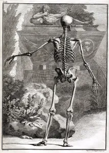 Humani Prints: 18th Century Anatomical Engraving