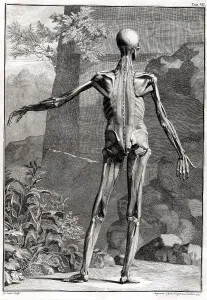 Humani Prints: 18th Century Anatomical Engraving
