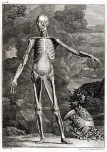 Humani Prints: 18th Century Anatomical Engraving