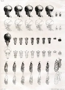 Humani Prints: 18th Century Anatomical Engraving