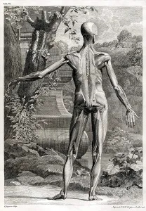 Humani Prints: 18th Century Anatomical Engraving