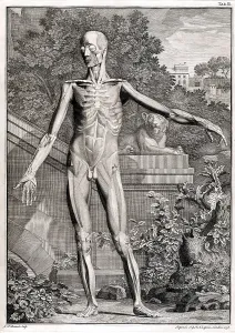 Humani Prints: 18th Century Anatomical Engraving