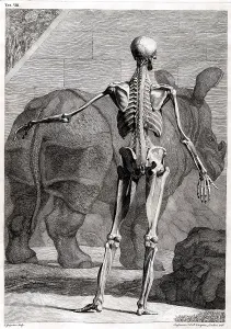 Humani Prints: 18th Century Anatomical Engraving