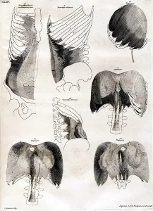 Humani Prints: 18th Century Anatomical Engraving