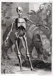 Arts Prints: 18th Century Anatomical Engraving
