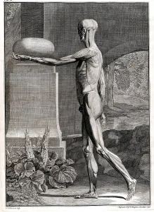 Arts Prints: 18th Century Anatomical Engraving