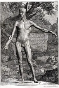 Arts Prints: 18th Century Anatomical Engraving