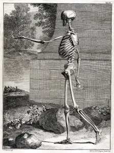 Arts Prints: 18th Century Anatomical Engraving
