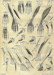 Humani Prints: 18th Century Anatomical Illustration