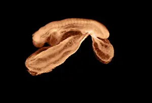 Fetal Prints: 23 day old human embryo