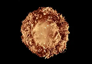 Development Prints: 28 day old human embryo