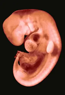 Development Prints: 30 day old human embryo