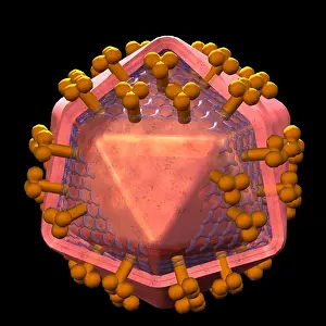 Virus Prints: HIV