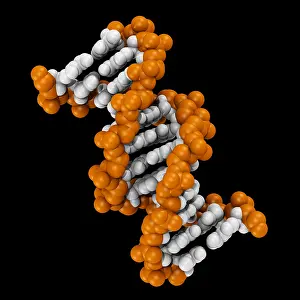 Double Prints: 3D DNA Molecule
