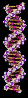 Double Prints: 3D DNA Molecule