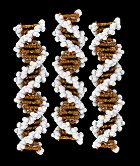Info Prints: 3D DNA Molecule