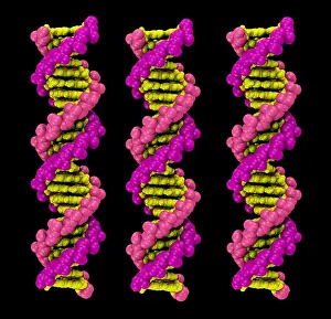 Info Prints: 3D DNA Molecule
