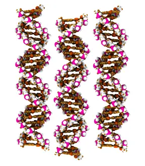 Info Prints: 3D DNA Molecule