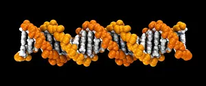 Genetics Prints: 3D DNA Molecule