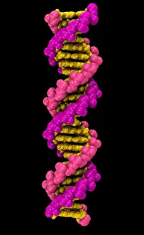 Genetics Prints: 3D DNA Molecule