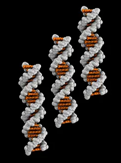 Genetics Prints: 3D DNA Molecule