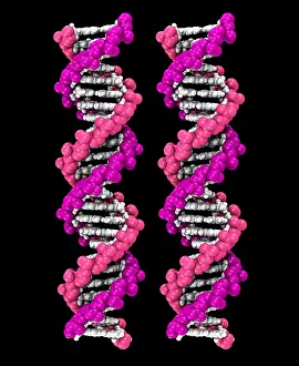 Genetics Prints: 3D DNA Molecule