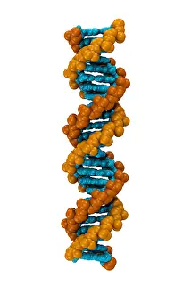Genetics Prints: 3D DNA Molecule
