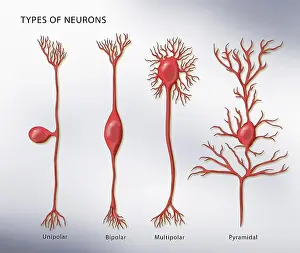 Synapse Prints: 4 Types of Neurons, Illustration