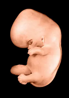 Fetal Prints: 44 day old human embryo