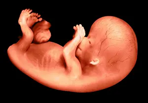 Development Prints: 56 day old human fetus