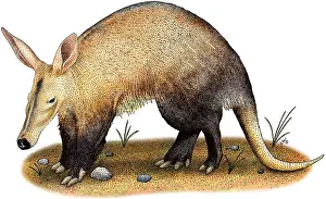 Nocturnal Prints: Aardvark