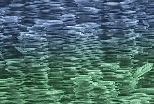 Sems Prints: Abalone Shell, under a microscope (SEM)