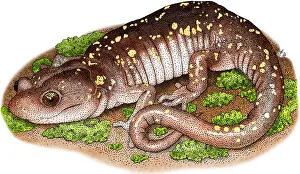 Nocturnal Prints: Aboreal Salamander