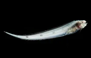 Eels Prints: Abyssal Assfish (Bassozetus cf compressus)