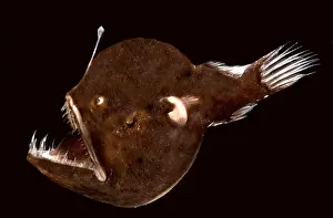 Devil Prints: Abyssal Seadevil (Melanocetus murrayi)