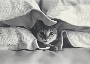Abyssinian cat keeping warm between the pillows