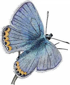 Insect Prints: Acmon blue butterfly