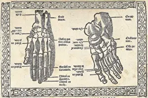 Monochrome Prints: acopo Berengario da Carpi, Anatomy